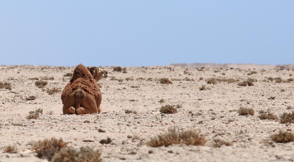 Dar Rio Oro Otel Dakhla Dış mekan fotoğraf